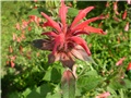 monarda